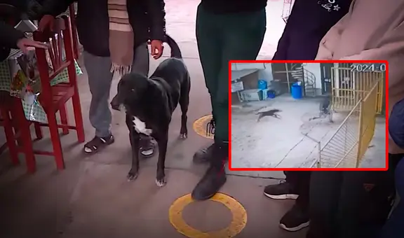 Perrito evitó una tragedia en SJL: frustró ataque de delincuente que extorsionaba a comerciante