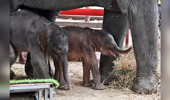 Nacen elefantes gemelos de diferente sexo en Tailandia: ONG afirma que se trata de un caso excepcional