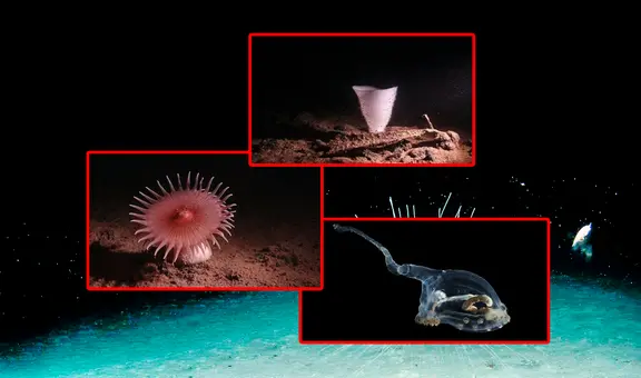 Las sorprendentes imágenes de especies con aspecto alienígena halladas en zonas "menos exploradas de la Tierra"