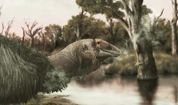 El ganso preshistórico gigante que vivió en Australia hace 45.000 años: el cambio climático lo desapareció