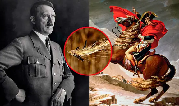 Los hongos de la victoria: cómo 2 especies ayudaron a derrotar a Napoleón y Hitler en Rusia
