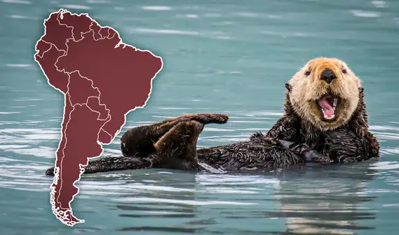 El ÚNICO país de Sudamérica con la mayor cantidad de nutrias en la región: descubrió una nueva especie en el mundo