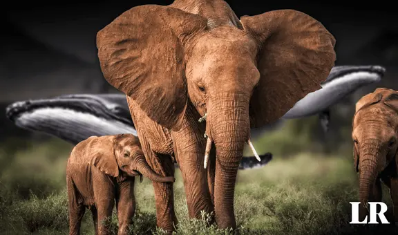 Conoce al animal más grande en la Tierra: su peso es equivalente a 33 elefantes