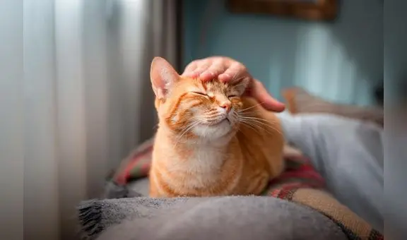 Estudio científico revela las 5 razas de gato que viven más años: conoce cuáles son