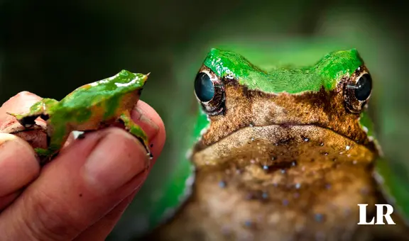 Conoce a la ranita de Darwin, el anfibio de Sudamérica que se destaca como un padre único en la Tierra