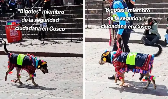 Perrito con traje inca roba miradas en desfile del Mes Jubilar en Cusco: "Solo en Perú"