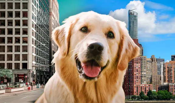 Descubre las 5 mejores ciudades para salir de vacaciones con tu mascota en Estados Unidos