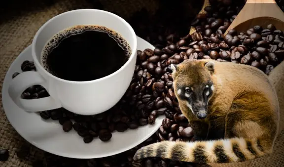 Este es el café peruano más premiado del mundo: sus granos son extraídos del excremento de un animal amazónico