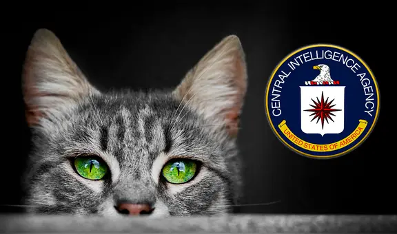 Operación Acoustic Kitty, la misión que costó US$20 millones y quiso convertir a gatos callejeros en agentes de la CIA