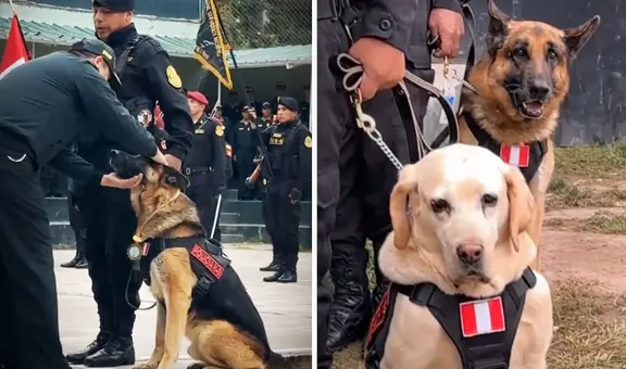 Perritos se ‘jubilaron’ tras servir varios años a la PNP y usuarios piden: “Pensión y seguro veterinario”