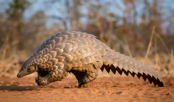 El extraño animal que ha sido encontrado en África tras casi 24 años de desaparición