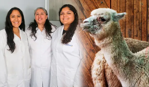 Científicas peruanas van a Corea por invento de vagina artificial que mejora la reproducción de alpacas