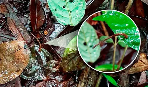 Científicos descubren a la única sanguijuela 'acróbata': salta para succionar sangre a todo lo que se mueva