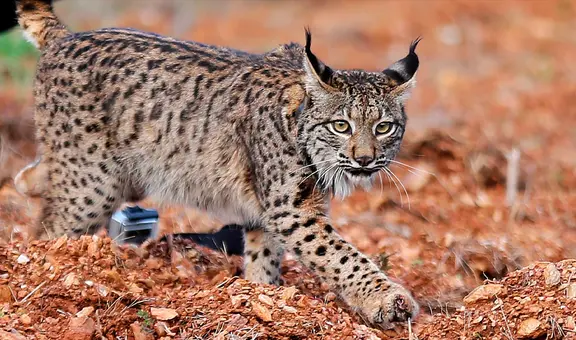Lince ibérico: uno de los felinos más amenazados del mundo aumentó su población de 94 a más de 2.000