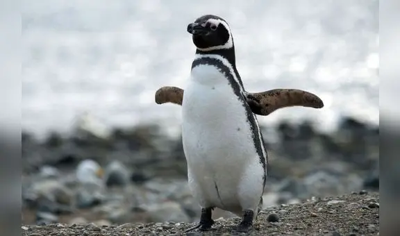 El increíble viaje de ‘Messi’, el pingüino de Magallanes que fue desde Argentina hasta Uruguay