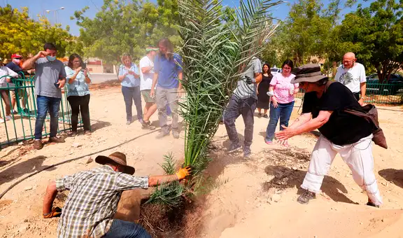 Científicos plantan semillas de hace 2.000 años y resucitan un árbol legendario del palacio de Herodes