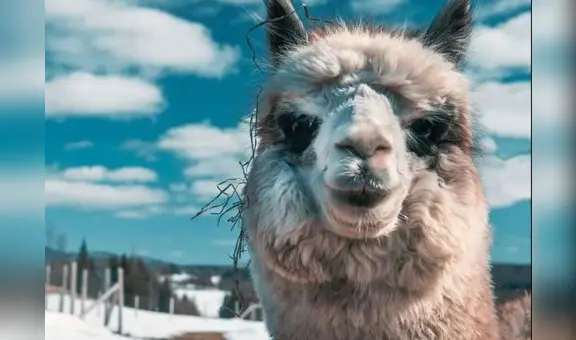 Perú llevará su oferta alpaquera a la cuna de las mejores pasarelas de Europa