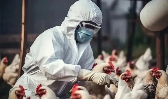 Detectan casos de gripe aviar en una de las avenidas más concurridas de Cusco