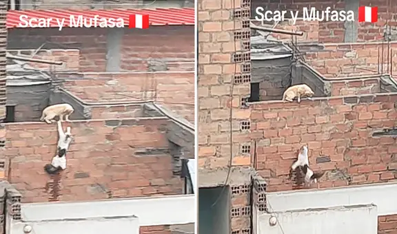 Gatos en Perú sorprenden al recrear icónica escena de ‘El rey león’: “Hasta Simba estuvo presente”