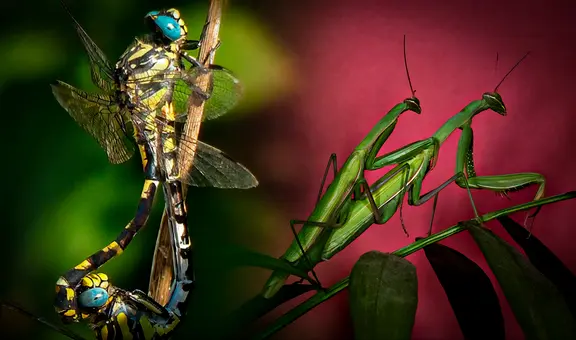 Decapitación, penes desmontables y más: las 6 extrañas costumbres de los insectos durante el sexo