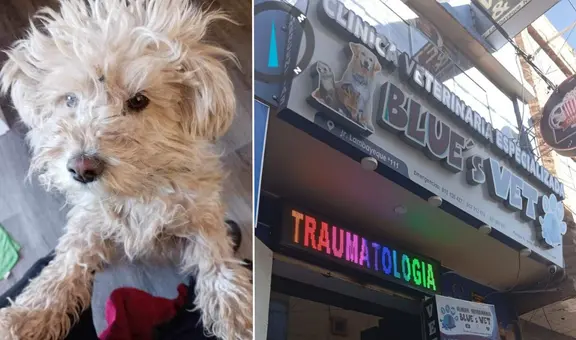 Juliaca: joven denuncia que veterinaria le ofrece S/20 como compensación por perder a su perro