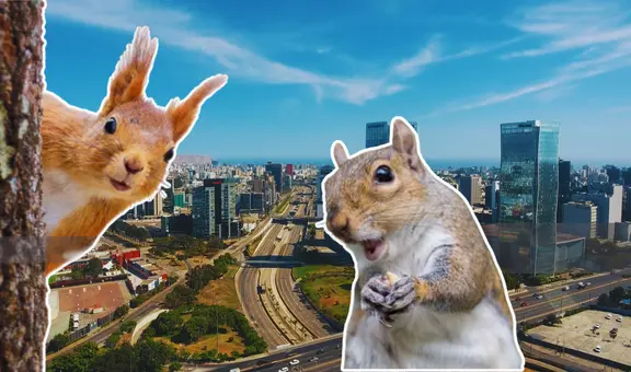 ¿Ves ardillas fuera de casa? Veterinario explica si son peligrosas para nuestra salud y para la de nuestras mascotas