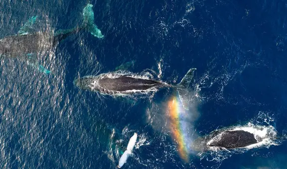 Científicos hallan sorprendente cambio en fisiología de ballenas tras pandemia de COVID-19