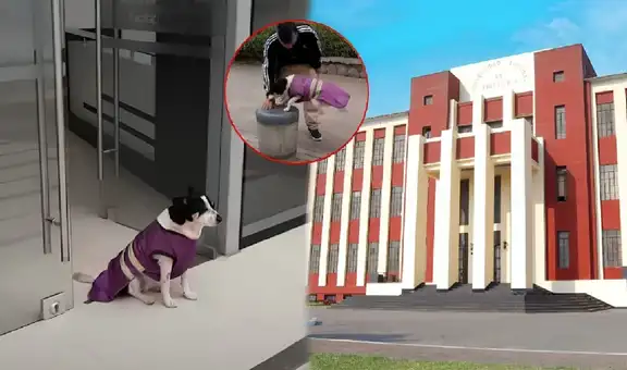 Conoce a Manchas, la perrita de la UNI que cuida el nuevo edificio de Investigación: fue rescatada y realiza acrobacias