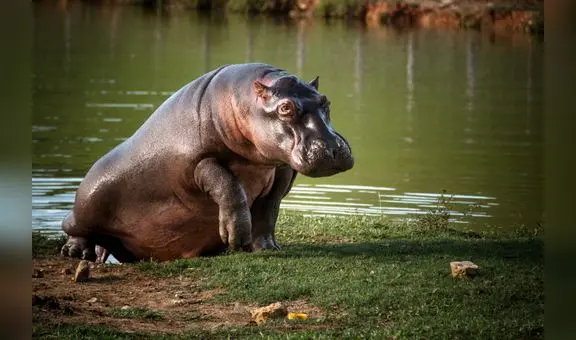 Los hipopótamos pueden elevarse por los aires mientras corren, según un estudio reciente
