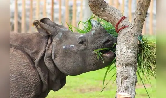 Parque de las Leyendas: rinoceronte de la India cumple 4 años este 9 de julio
