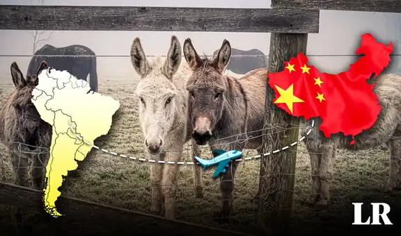 Estos son los 2 países de Sudamérica que exportan carne de burro a China: conoce el motivo de su gran demanda