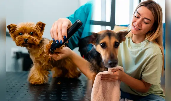 Florida ofrece empleo de hasta 700 dólares a la semana por peinar mascotas: requisitos hablar español