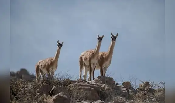 Cerro Verde es reconocida por su contribución a la conservación de la biodiversidad