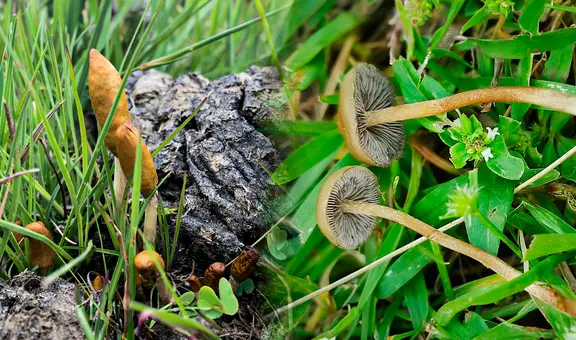 Descubrimiento de hongos ‘mágicos’ en África: hallan 2 nuevos alucinógenos y expertos cuentan cómo los usan