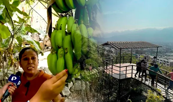 La familia peruana que resguarda una selva escondida en San Juan de Lurigancho hace más de 40 años