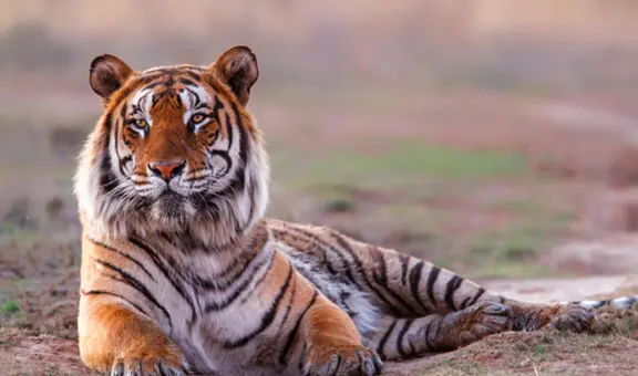 ➣ Soñar con tigres: qué SIGNIFICA y cuál es su interpretación