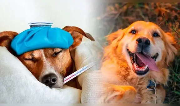 Día mundial del perro: ¿cuáles son las 5 enfermedades más comunes en los canes y cómo mantenerlos saludables?