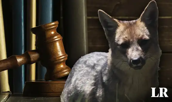 Caso zorrito Run Run: mantener animales silvestres en los zoológicos sería un espectáculo de sufrimiento