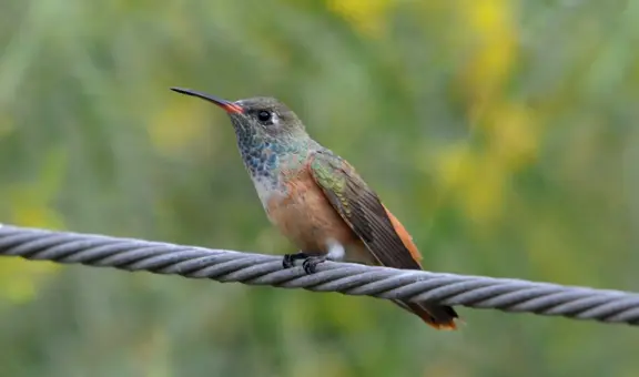 Las 5 especies de colibríes que puedes hallar en Lima si observas con atención y qué lugares frecuentan