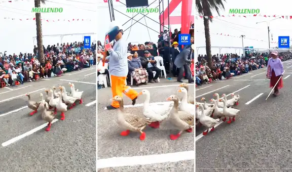 Adulta mayor desfila con sus gansos por Fiestas Patrias en Mollendo y usuarios bromean: “Son patóticos”