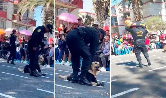 Perrito de la Policía desata las risas al negarse a marchar durante desfile por Fiestas Patrias en Tacna