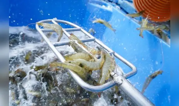 Langostino blanco peruano en crisis: producción nacional caería a la mitad en 2024