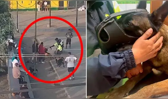Maltrato animal: Sujetos atacan con piedra a integrante de la unidad canina de La Molina