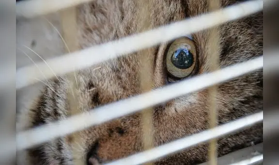 El país de América Latina que superó a Chile y Brasil como el que más crueldad animal infringe en el mundo