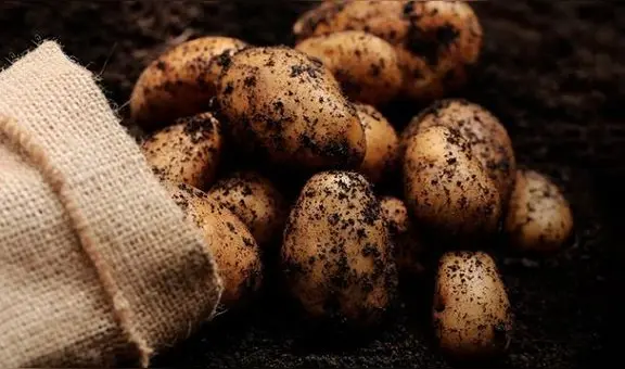 Producción agrícola se modera en junio, pero anota crecimiento de 6,6% al primer semestre 2024