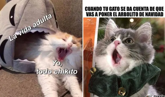 ¡Gatitos virales! Los mejores memes del Día Internacional del Gato que te harán reír sin parar"