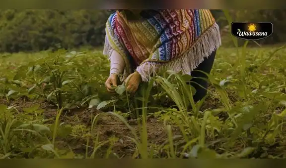 Wawasana lanza campaña inspirada en la Magia de la Naturaleza con su primer capítulo: Maestra de las Hierbas
