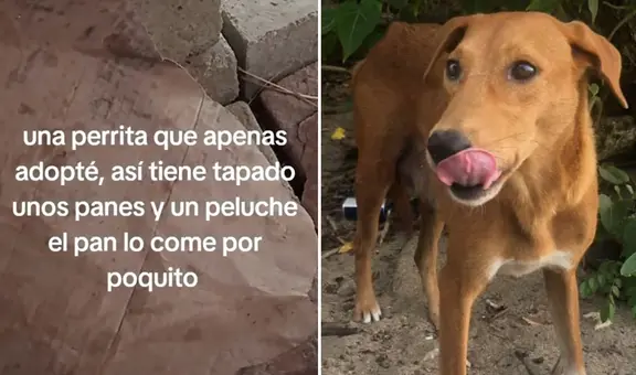 Joven adopta a perrita callejera y descubre su conmovedor hábito: "Sufrió mucho"