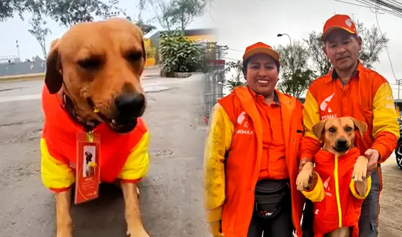 ¡Un héroe! Perrito que frustró robo en grifo en Comas fue ‘contratado’ por Primax: antes era callejerito