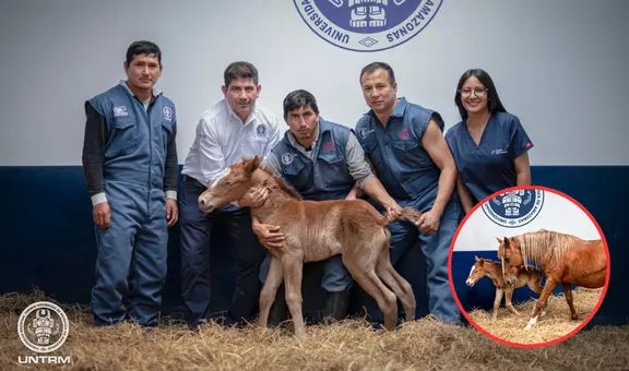 ¡Histórico! Perú logra el primer clon de caballo peruano de paso en Amazonas